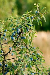 blue sloes