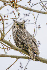 Great-Horned Owl (Bubo virginianus)