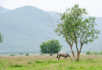 horses on the green field