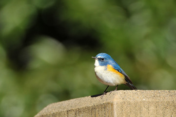 日本のルリビタキ