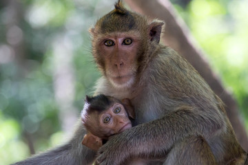 Obraz premium サルの親子の愛