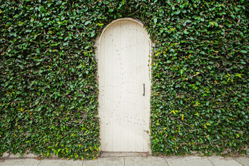 Fototapeta na wymiar Wooden door with green leaves
