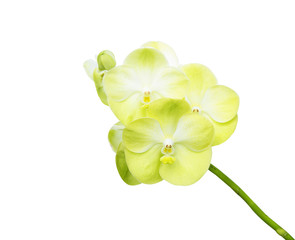 Orchid flower, Isolation on white background