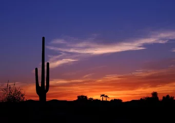  Prachtige kleurrijke zonsondergang in de woestijn van Arizona met silhouet van Cactus en palmbomen in de verte © dcorneli
