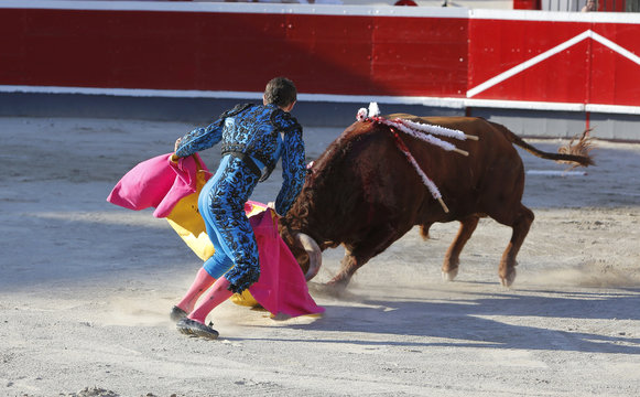 Fighting bull in the bullring