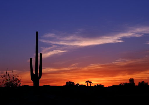  Beautiful colorful  sunset in the Arizona desert with Silhouette of Cactus and palm trees off in the distance