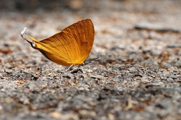 butterfly