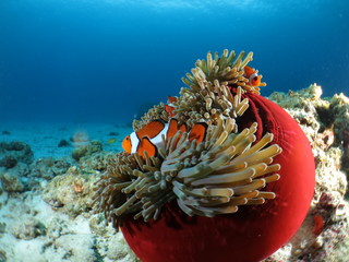 沖縄離島ダイビング　イソギンチャクと戯れるカクレクマノミ　ワイドマクロ　阿嘉島