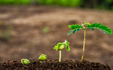 step of growing tamarind sprout