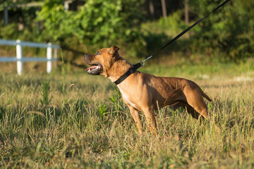 Staffordshire bull terrier