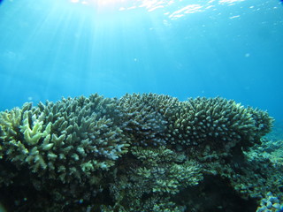 Naklejka na ściany i meble 沖縄離島ダイビング　サンゴが美しい海中の絶景　久米島