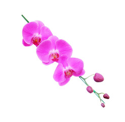 Fototapeta na wymiar Purple orchid isolated on white background
