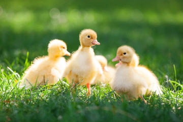 Obraz premium Little cute ducklings on green grass, image with shallow depth of field