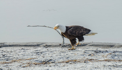 Bald Eagle with a stick