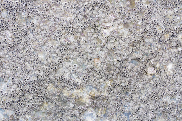 Barnacles on Rock