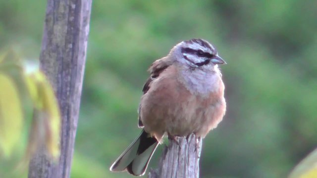 Zippammer, Emberiza cia, M&auml;nnchen
