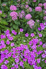 pink flower in garden