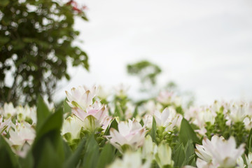 Field of siam tulip flowers