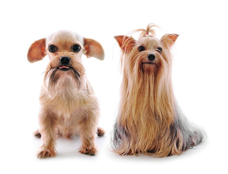 Shih Tzu Dog And Yorkie In Studio On A White Background