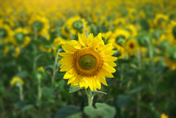 Sunflower portrait.