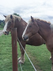 Obraz premium Horses down the dirt road