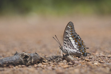 butterfly OLYMPUS DIGITAL CAMERA