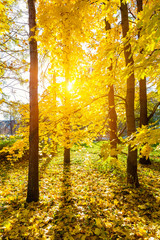 Sunny autumn park