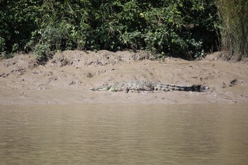 Wild Crocodile 
