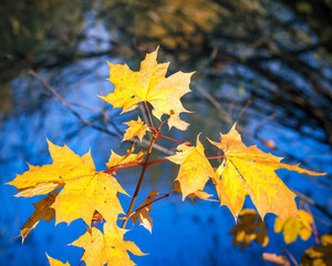 Sunny autumn foliage