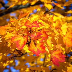 Sunny autumn foliage