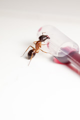 ant on an pipette