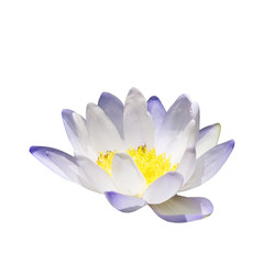  lotus flower isolate on white background.