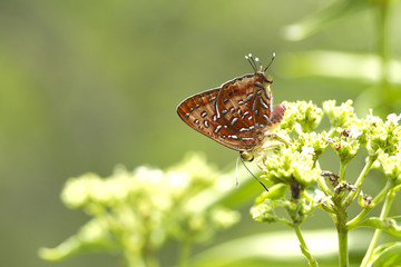 butterfly OLYMPUS DIGITAL CAMERA