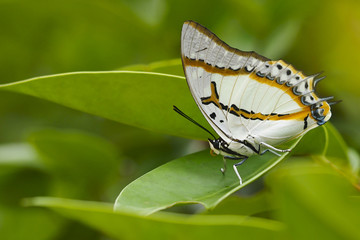 Butterfly OLYMPUS DIGITAL CAMERA