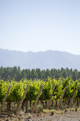 Detail of vineyards in Argentina