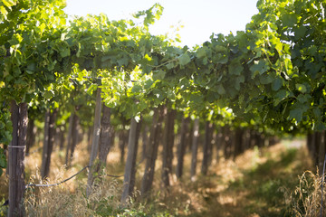 Detail of vineyards in Argentina