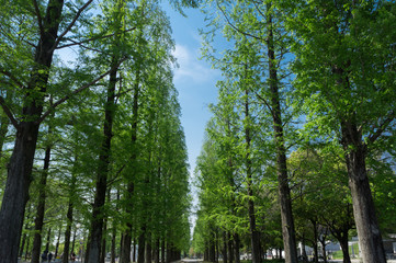 Gravel road of Turumi park in Osaka,Japan.