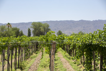Fototapeta na wymiar Detail of vineyards in Argentina