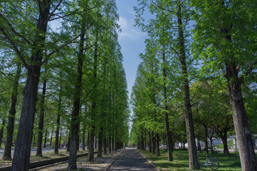 Gravel road of Turumi park in Osaka,Japan.