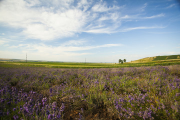 Naklejka premium Vintage photo of Lavender in the field
