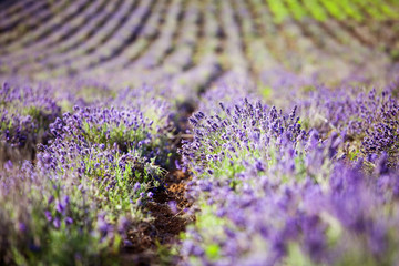 Fototapeta premium Vintage photo of Lavender in the field