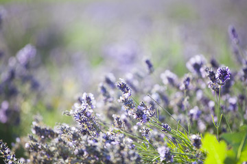 Vintage photo of Lavender in the field