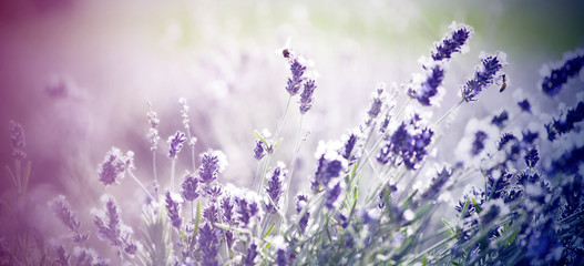 Fototapeta na wymiar Lavender in the field