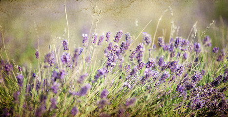 Vintage photo of Lavender in the field