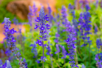 Fototapeta premium Lavender Flowers with soft focus