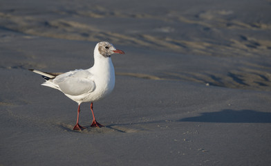 Obraz premium gull on a beach