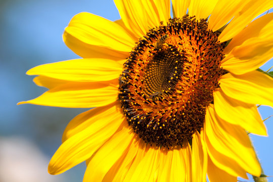 Sunflower and bees