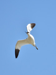 Pied avocet (Recurvirostra avosetta)