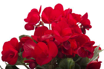 red begonia flowers closeup in the study