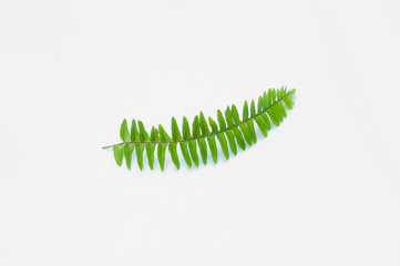 Fern leaf on white background.